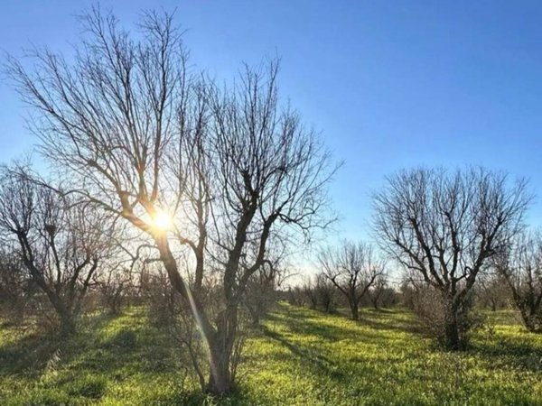 terreno agricolo in vendita a Torchiarolo