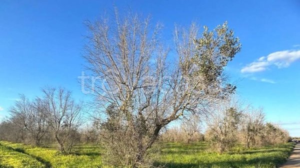 terreno agricolo in vendita a Torchiarolo
