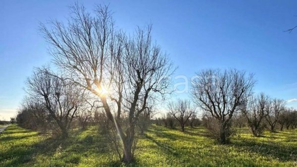 terreno agricolo in vendita a Torchiarolo