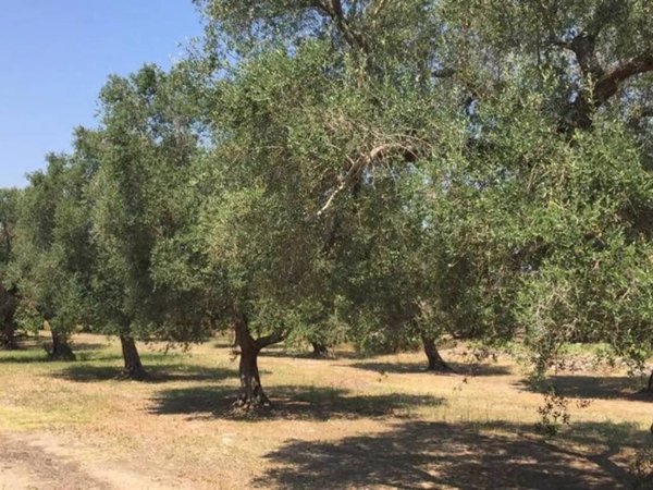 terreno agricolo in vendita a Torre Santa Susanna
