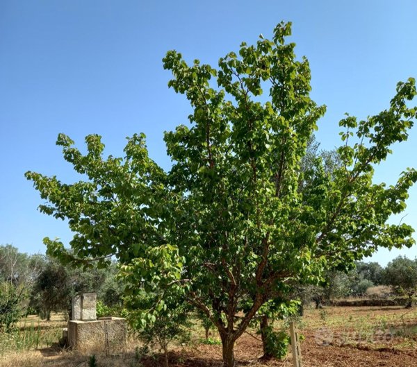 terreno agricolo in vendita a Torre Santa Susanna
