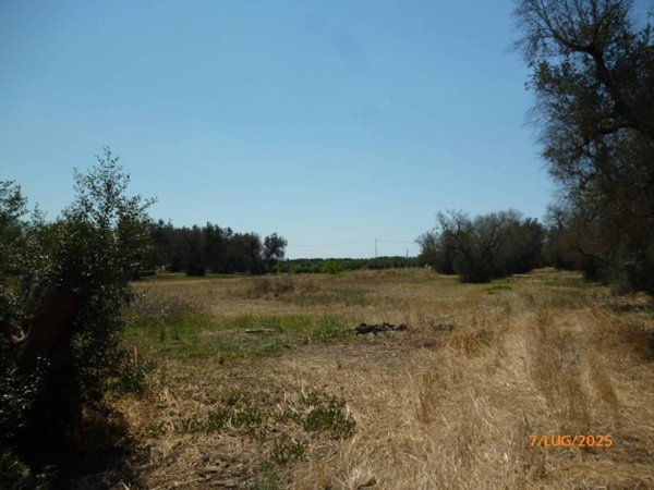 terreno agricolo in vendita a Torre Santa Susanna