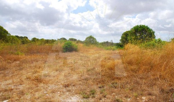 terreno agricolo in vendita ad Alessano