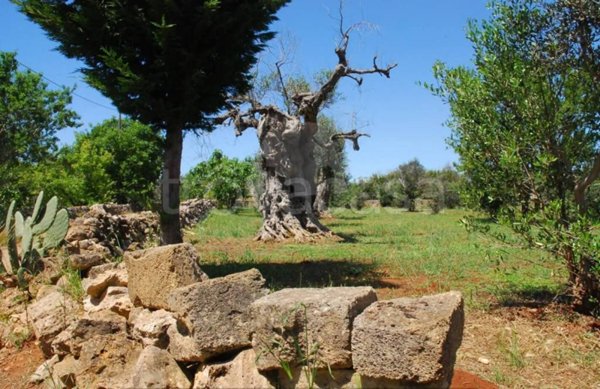 terreno agricolo in vendita ad Alessano
