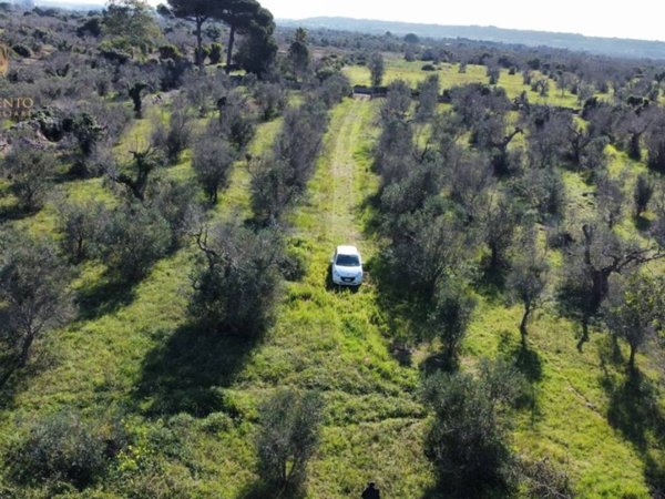 terreno agricolo in vendita ad Alessano