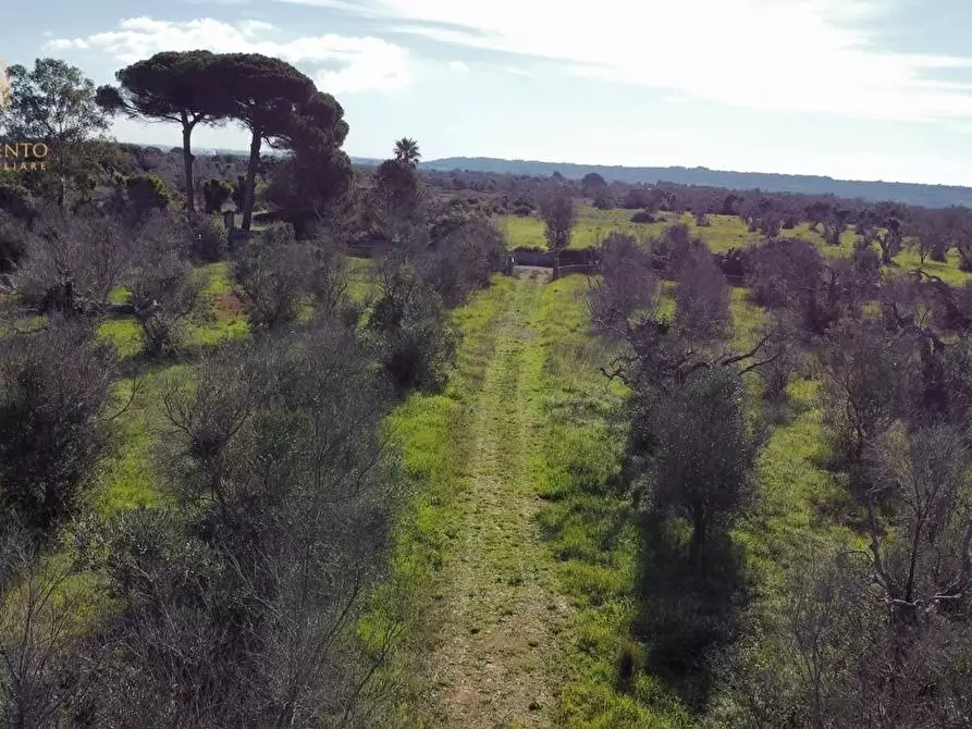 terreno agricolo in vendita ad Alessano