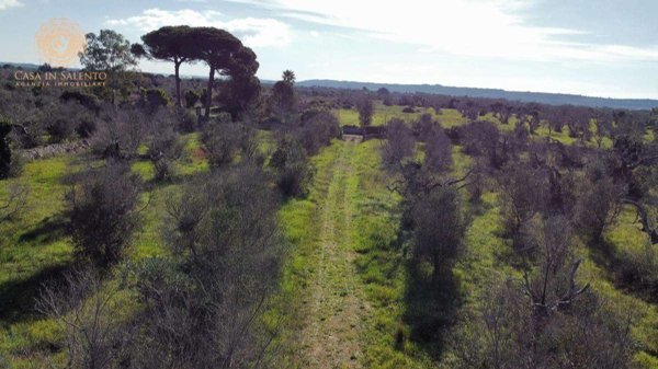 terreno agricolo in vendita ad Alessano