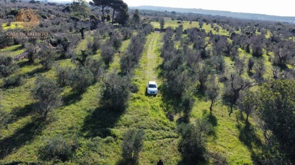 terreno agricolo in vendita ad Alessano