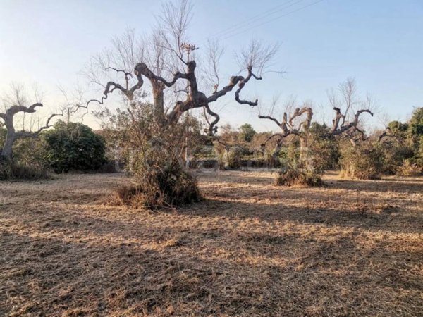 terreno agricolo in vendita ad Alessano