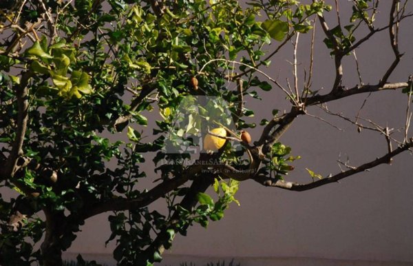 casa indipendente in vendita ad Alessano