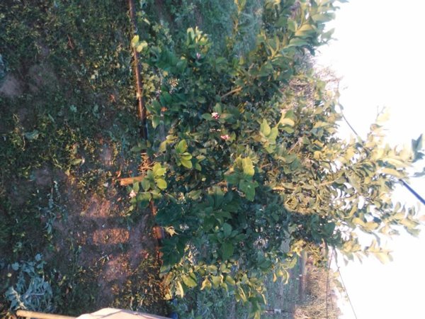 terreno agricolo in vendita ad Alezio