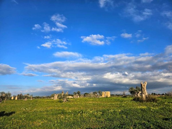 terreno agricolo in vendita ad Alezio
