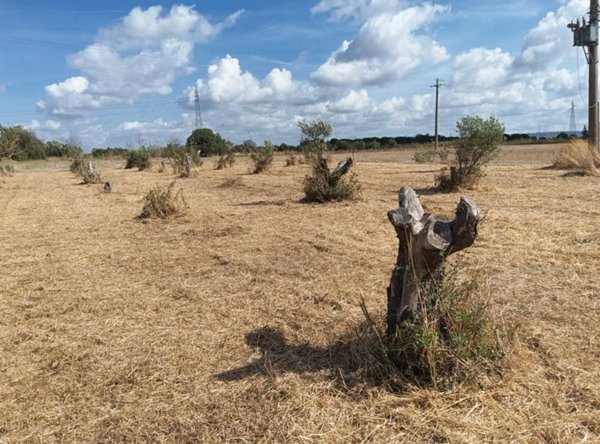 terreno agricolo in vendita ad Alezio
