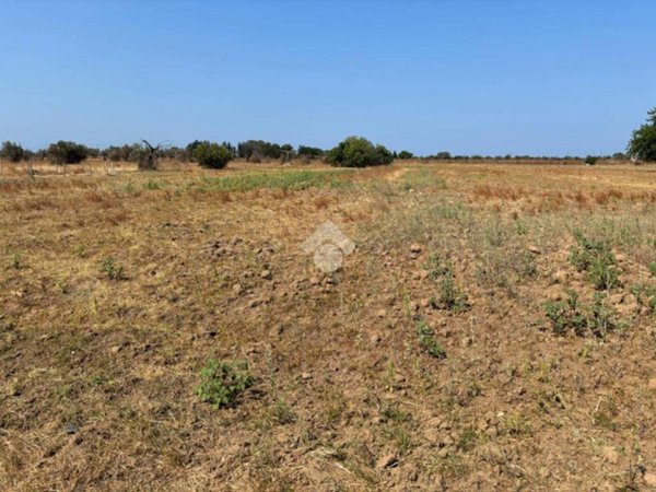 terreno agricolo in vendita ad Alezio