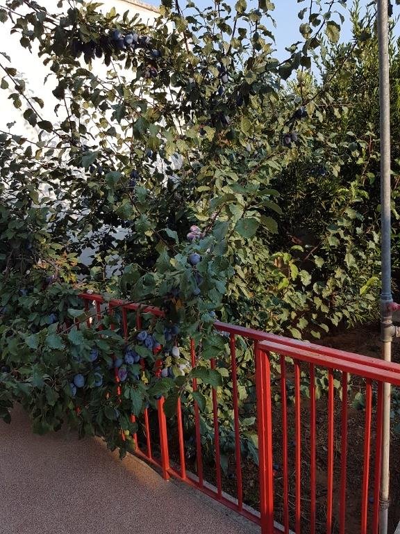 casa indipendente in vendita ad Alezio