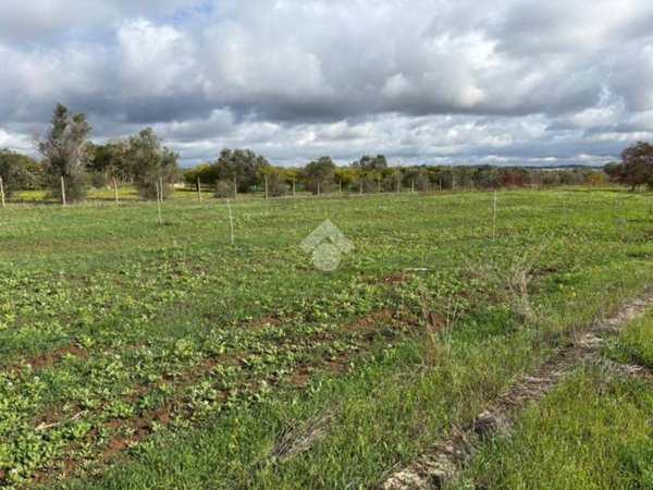 terreno agricolo in vendita ad Alezio