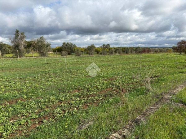 terreno agricolo in vendita ad Alezio