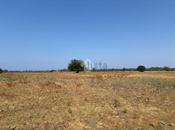 terreno agricolo in vendita ad Alezio