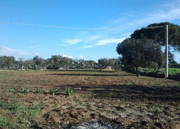 terreno agricolo in vendita ad Alezio
