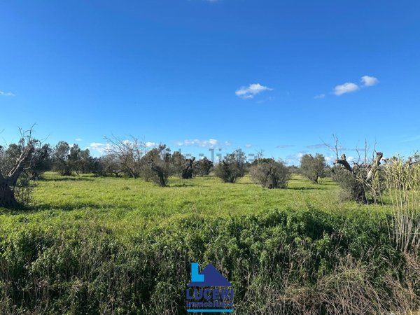 terreno agricolo in vendita ad Alezio