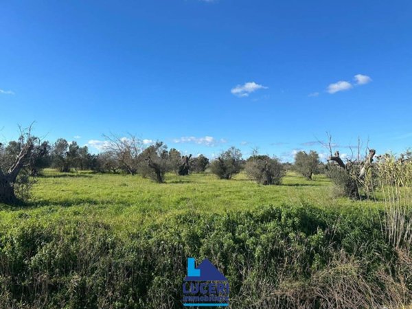 terreno agricolo in vendita ad Alezio