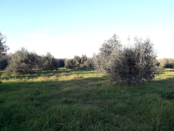 terreno agricolo in vendita ad Andrano