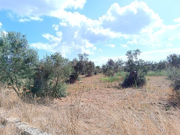 terreno agricolo in vendita ad Andrano