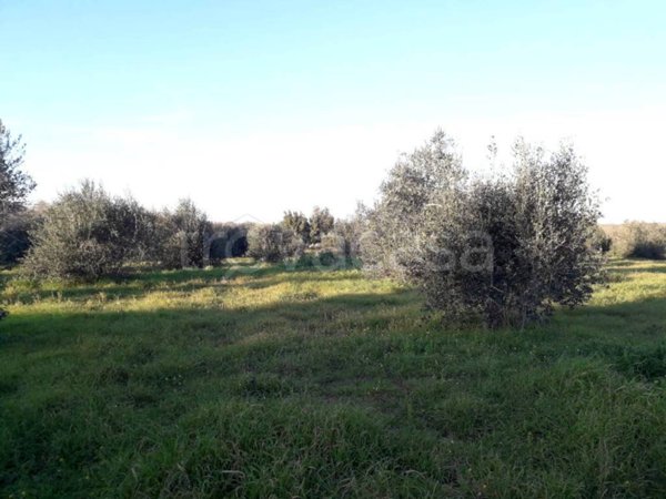 terreno agricolo in vendita ad Andrano