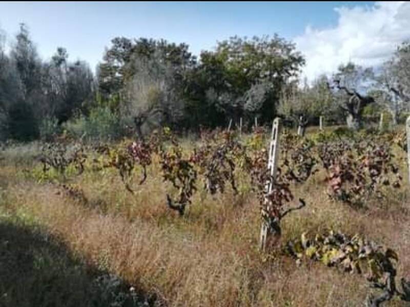 terreno agricolo in vendita ad Aradeo