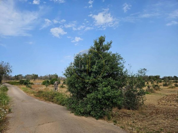 terreno agricolo in vendita a Calimera