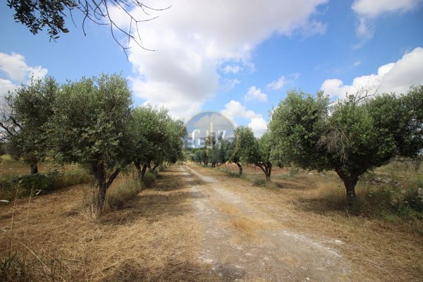 terreno agricolo in vendita a Calimera