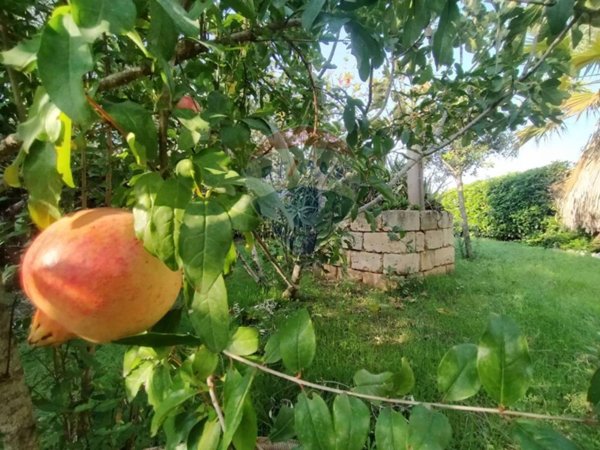 terreno agricolo in vendita a Campi Salentina