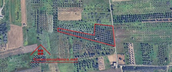 terreno agricolo in vendita a Campi Salentina