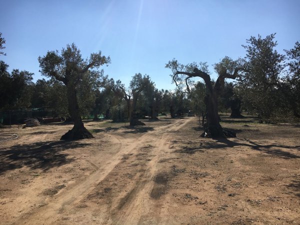 appartamento in vendita a Carmiano