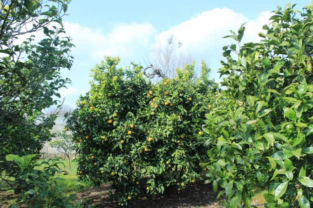 terreno agricolo in vendita a Carpignano Salentino