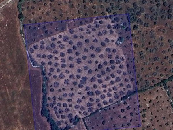 terreno agricolo in vendita a Carpignano Salentino