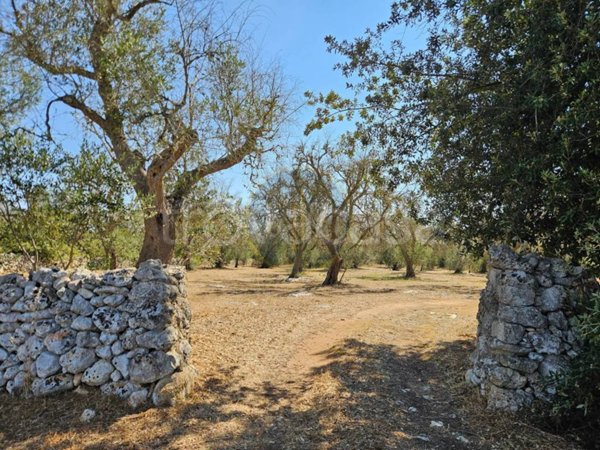 terreno agricolo in vendita a Carpignano Salentino