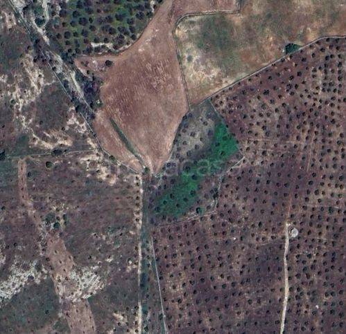 terreno agricolo in vendita a Carpignano Salentino