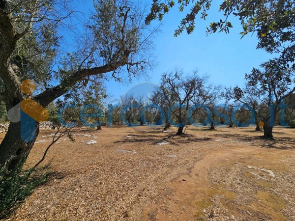 terreno agricolo in vendita a Carpignano Salentino