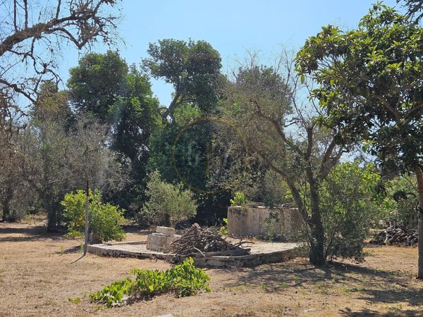 terreno agricolo in vendita a Carpignano Salentino