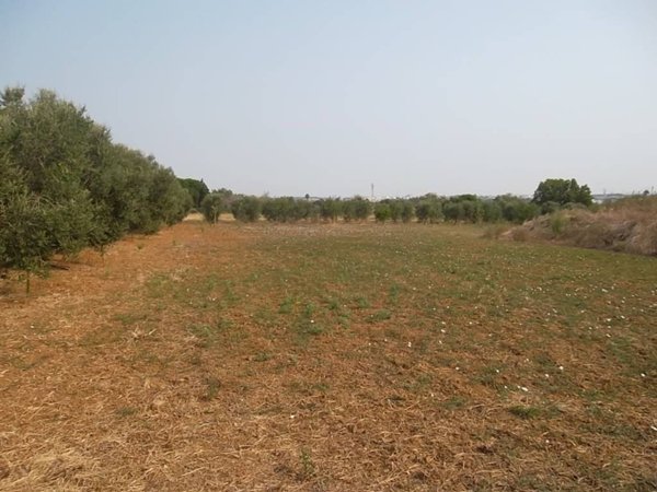terreno agricolo in vendita a Casarano