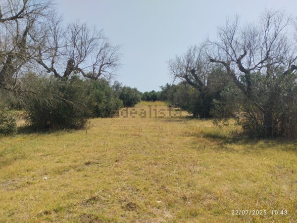 terreno agricolo in vendita a Casarano