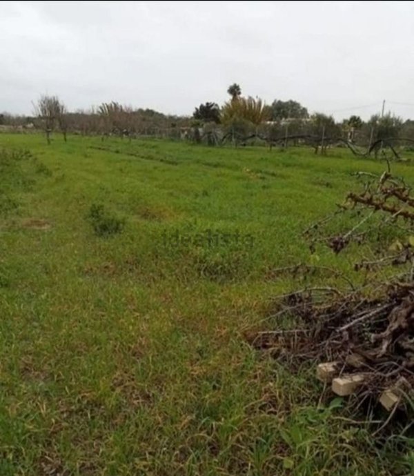 terreno agricolo in vendita a Casarano