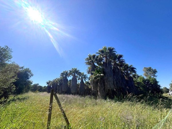 terreno agricolo in vendita a Casarano