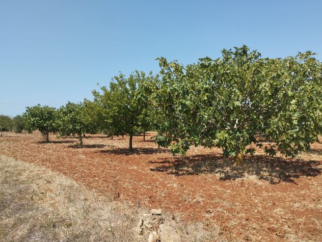 terreno agricolo in vendita a Casarano
