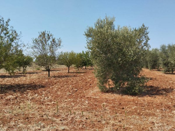 terreno in vendita a Casarano