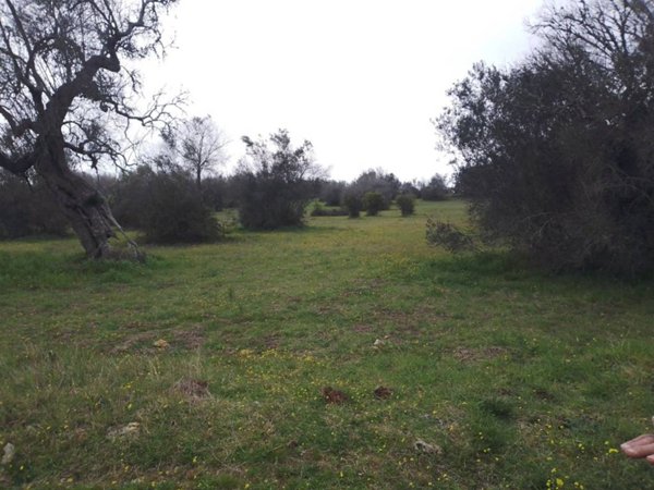 terreno agricolo in vendita a Castri di Lecce