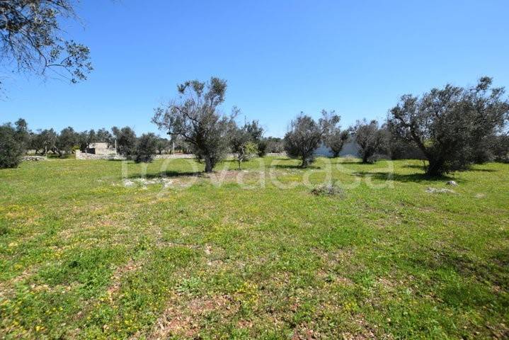 terreno agricolo in vendita a Castrignano del Capo
