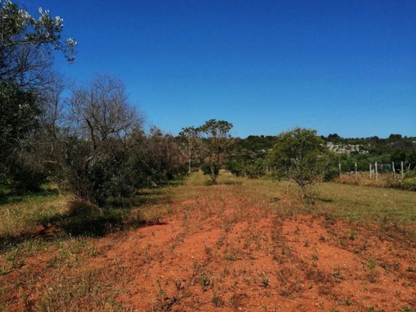 terreno agricolo in vendita a Castrignano del Capo