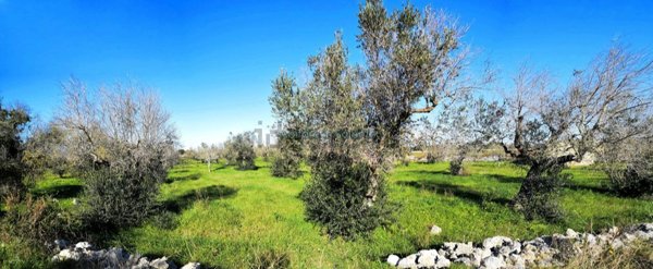 terreno agricolo in vendita a Castrignano del Capo